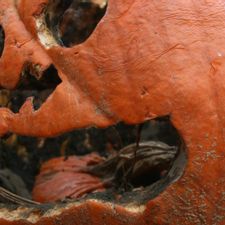 rotting jackolantern